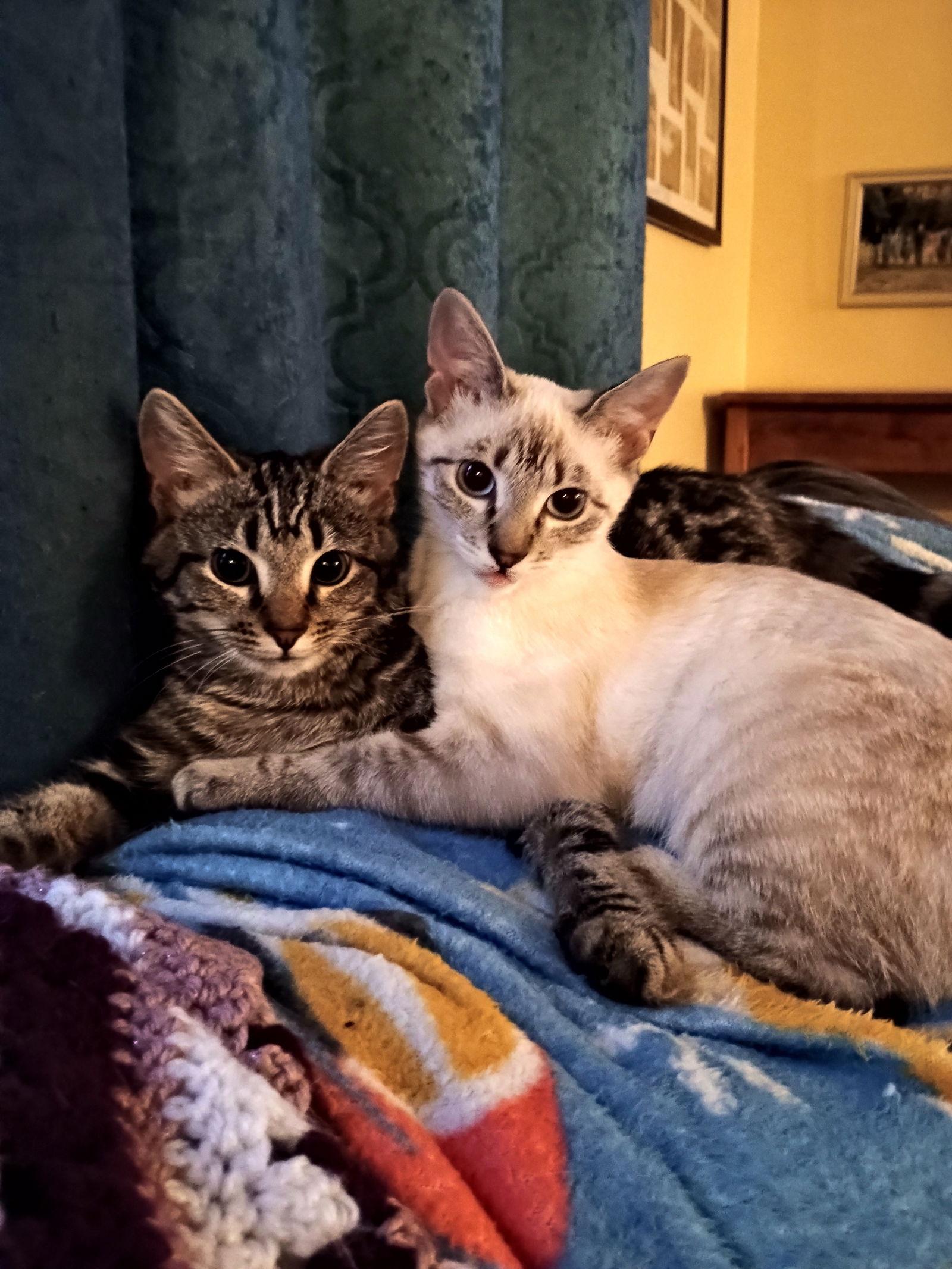 Waffle, Adopted, Young Female Domestic Medium Hair & Tabby.