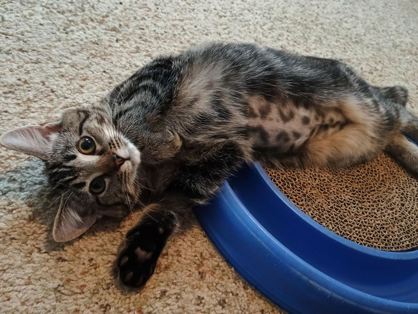 Enlarge Waffle, a Adopted mixed breed in Pittsboro, NC image 2/3