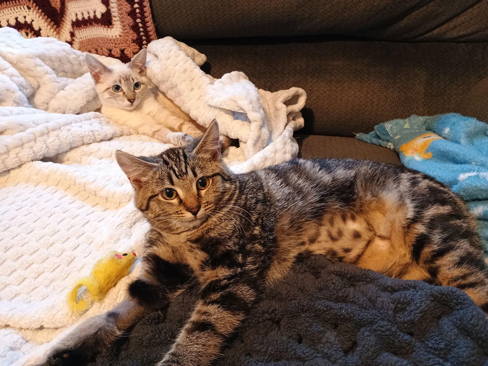 Enlarge Waffle, a Adopted mixed breed in Pittsboro, NC image 3/3