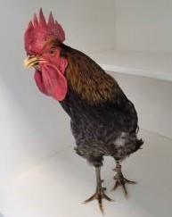 Stormtrooper (ID 50910/1075), ADOPTABLE, Adult Male Chicken.