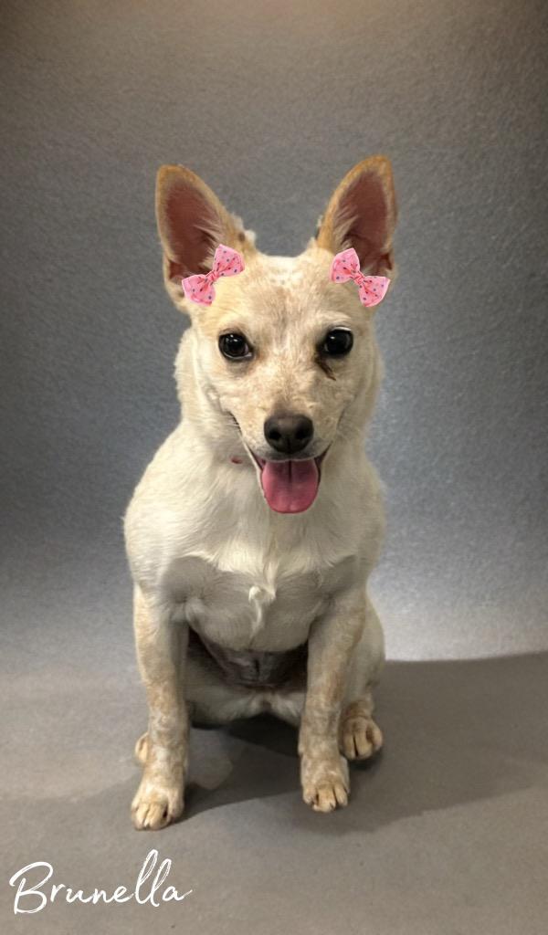 Brunilla thumbnail 2