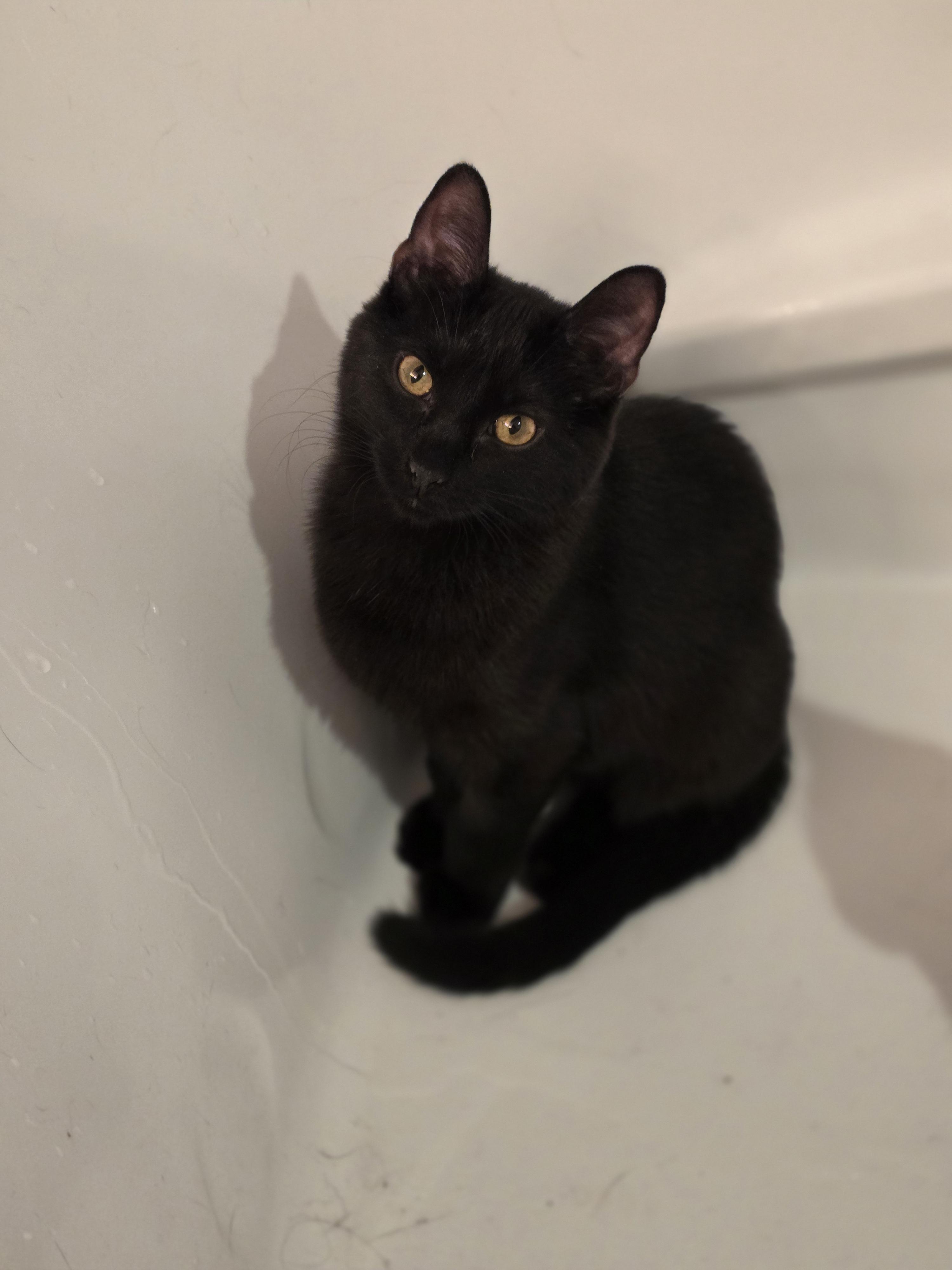 Joa, Adoptable, Kitten Female Domestic Short Hair.