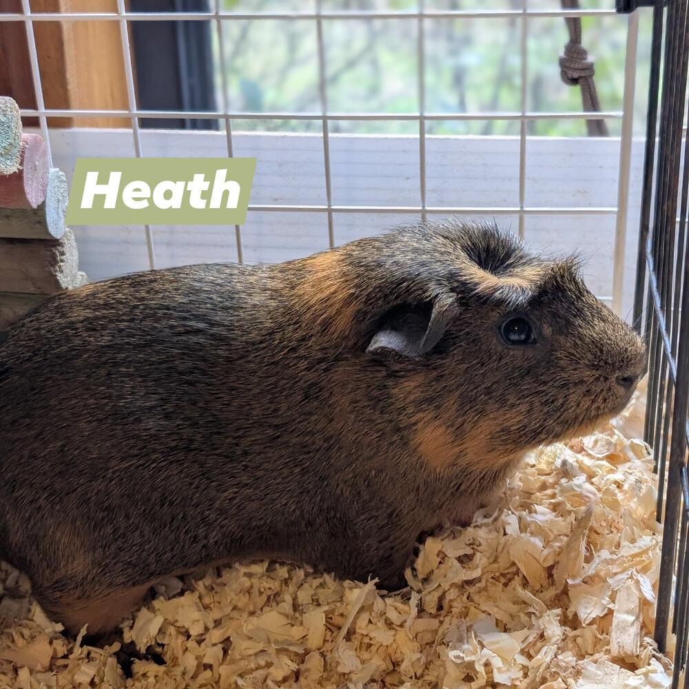 Enlarge Heath, a Adoptable Guinea Pig in Gainesville, FL image 1/6
