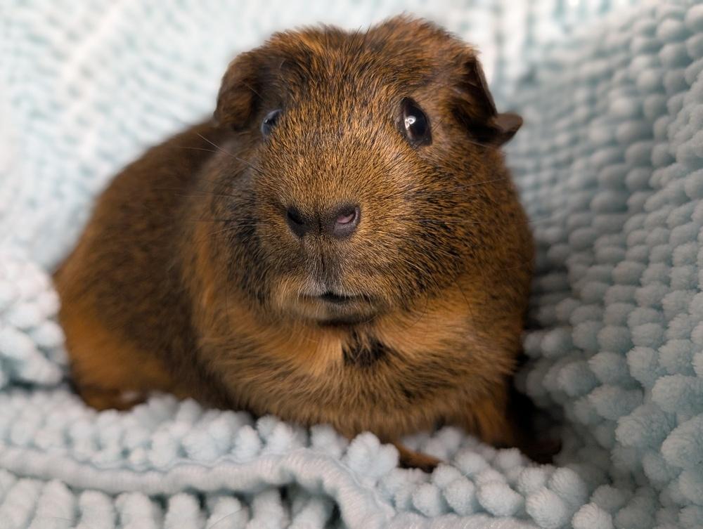 Enlarge Heath, a Adoptable Guinea Pig in Gainesville, FL image 3/6
