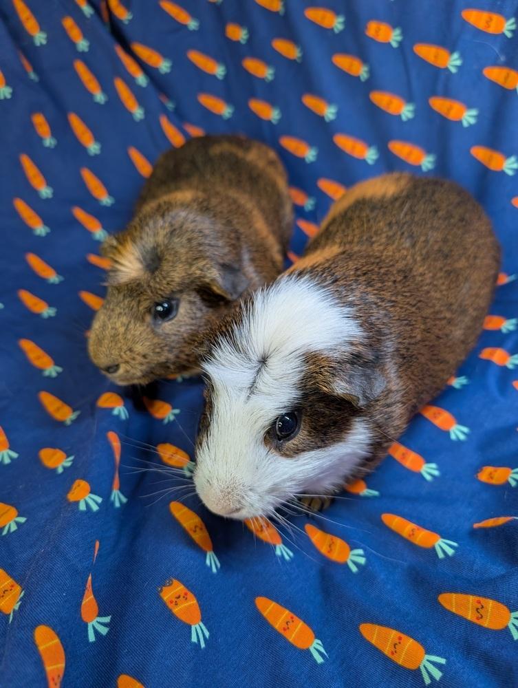 Enlarge Heath, a Adoptable Guinea Pig in Gainesville, FL image 2/5
