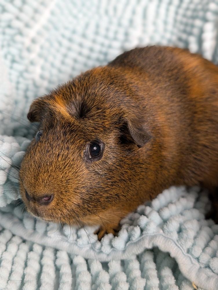 Enlarge Heath, a Adoptable Guinea Pig in Gainesville, FL image 5/6
