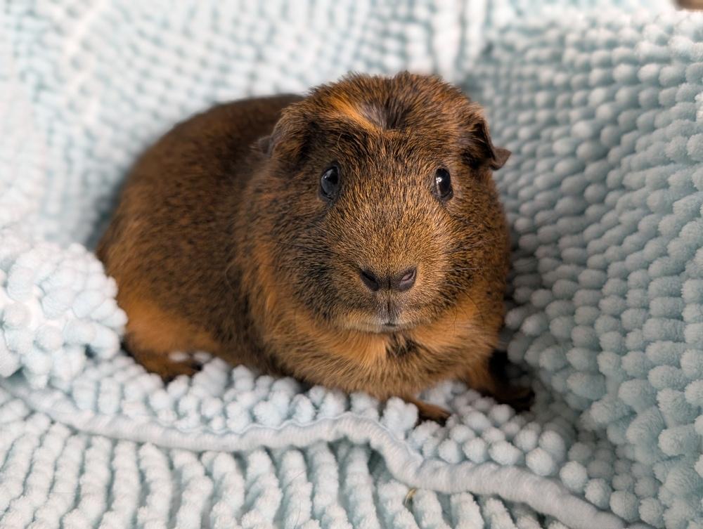 Enlarge Heath, a Adoptable Guinea Pig in Gainesville, FL image 6/6