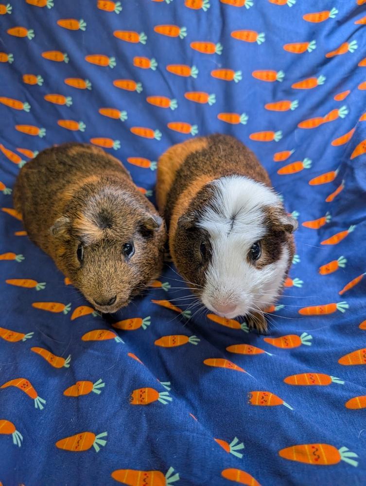 Enlarge Heath, a Adoptable Guinea Pig in Gainesville, FL image 5/5