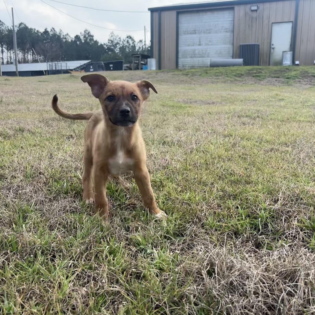 Tulip, Adoptable, Puppy Female Chihuahua & Mixed Breed.
