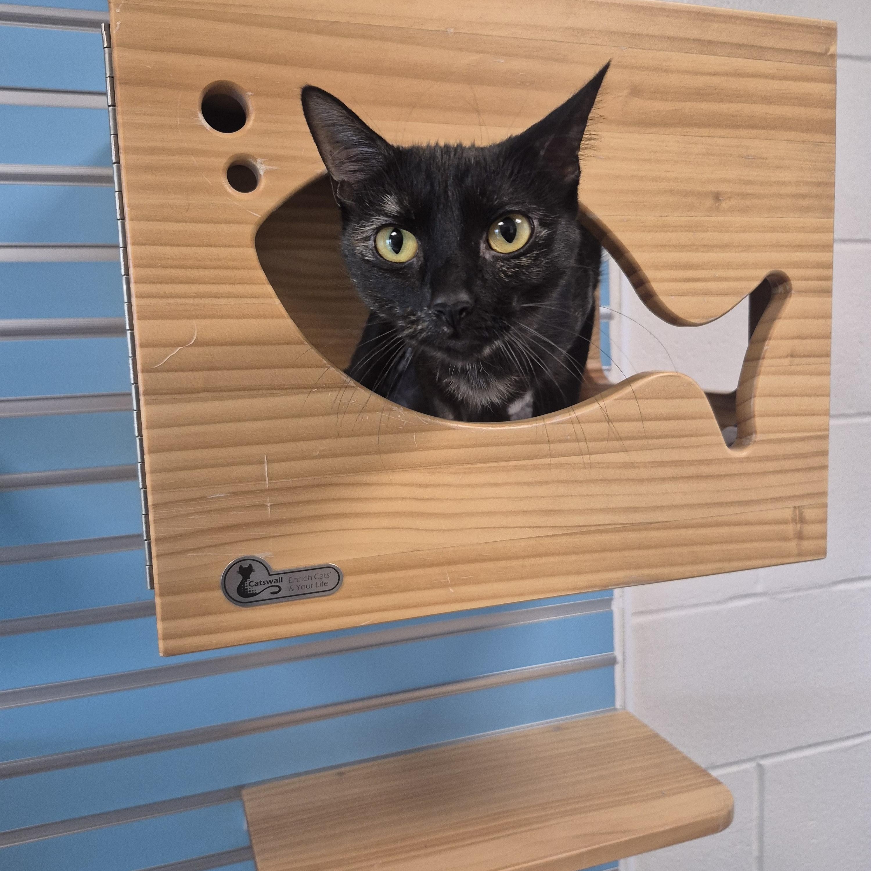 Aria, a ADOPTABLE Domestic Short Hair in New Westminster, BC image 2/2