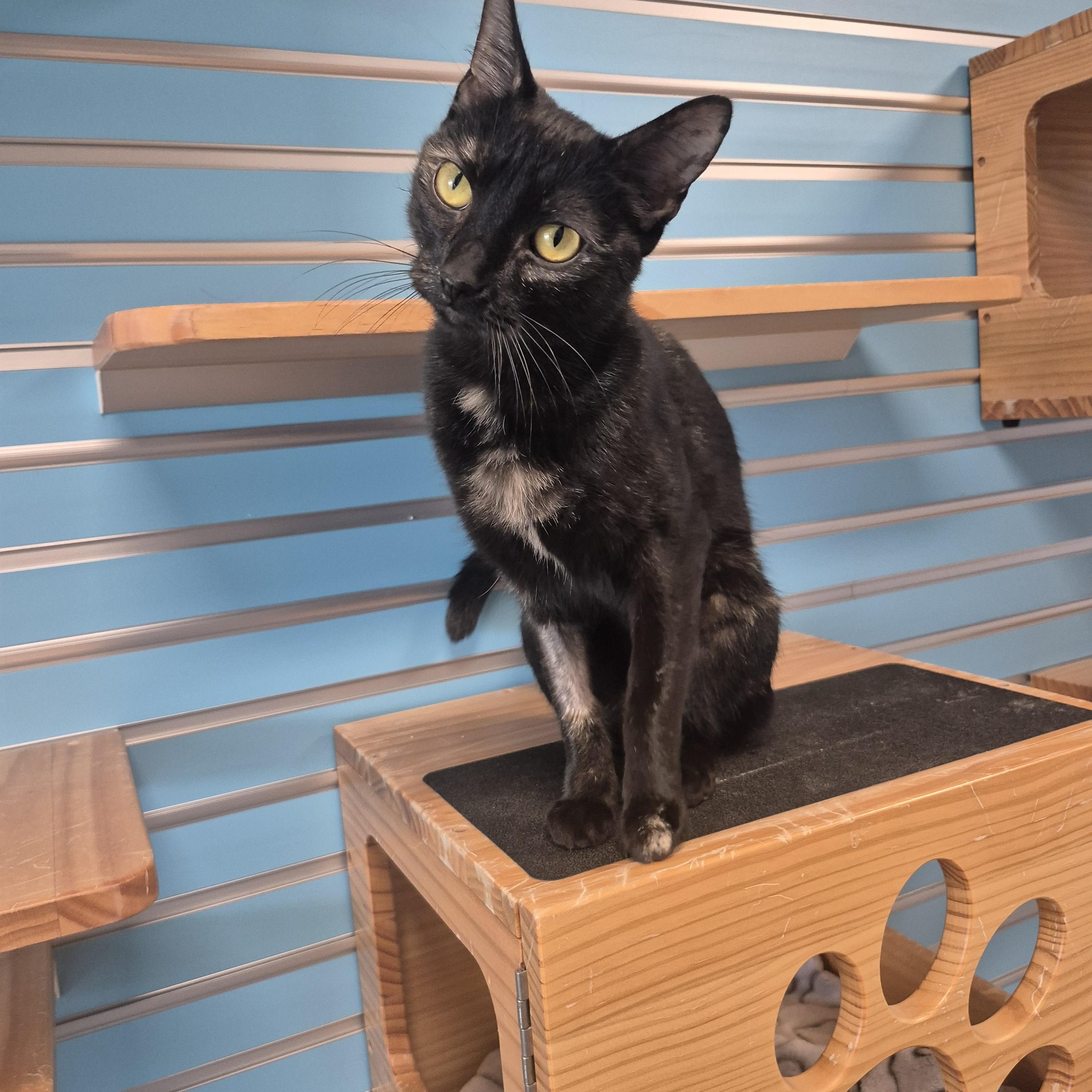 Aria, a ADOPTABLE Domestic Short Hair in New Westminster, BC image 1/2
