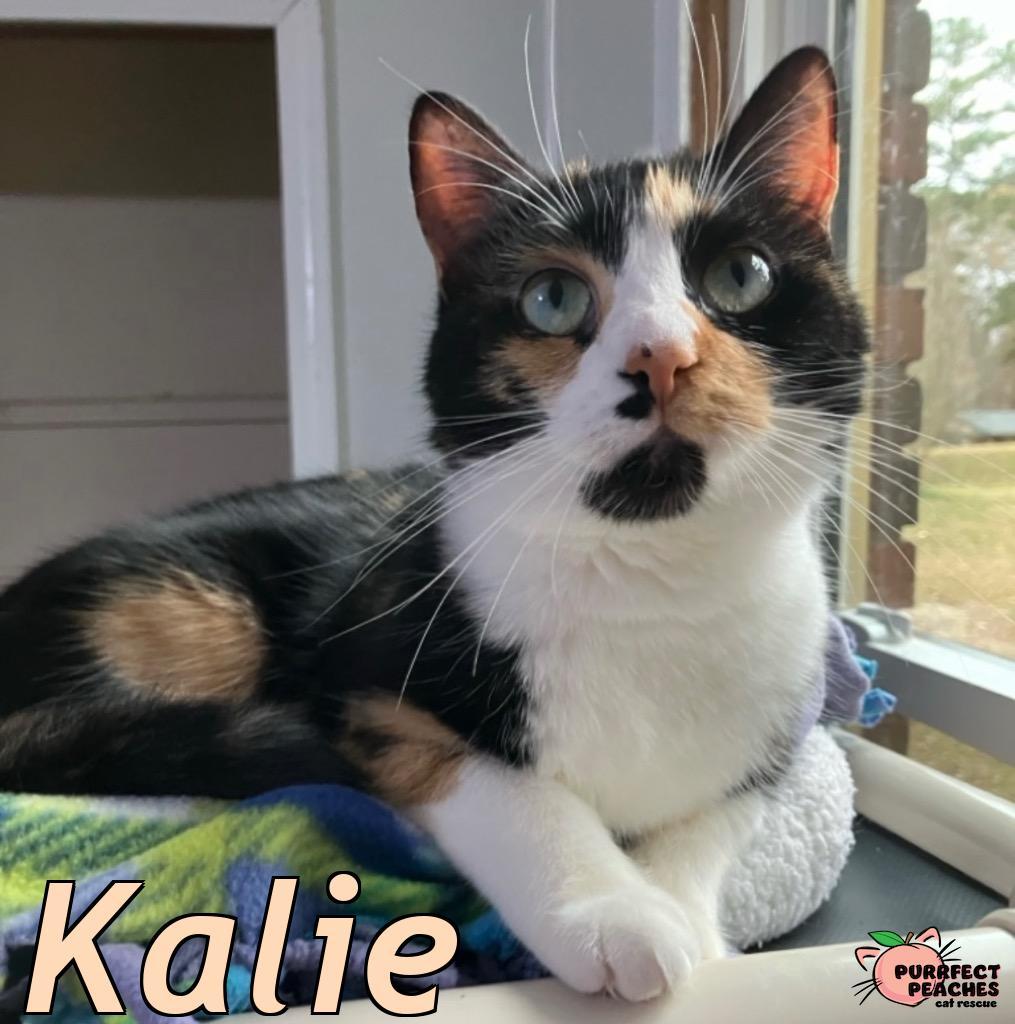 Kalie, Adoptable, Adult Female Domestic Short Hair.