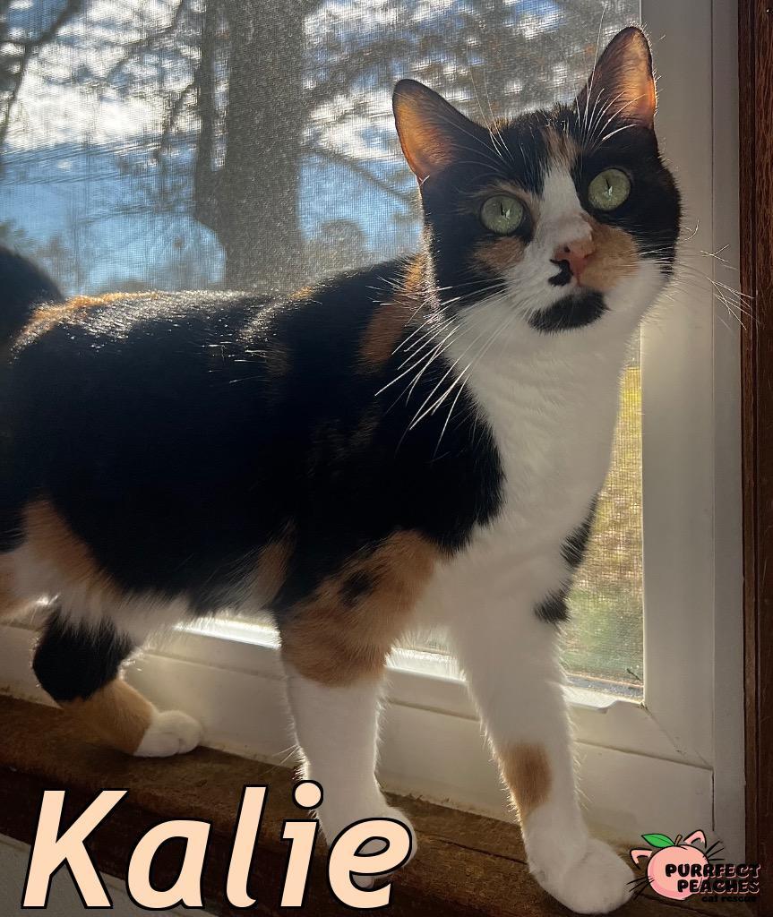 Enlarge Kalie, a Adoptable mixed breed in Douglasville, GA image 2/5