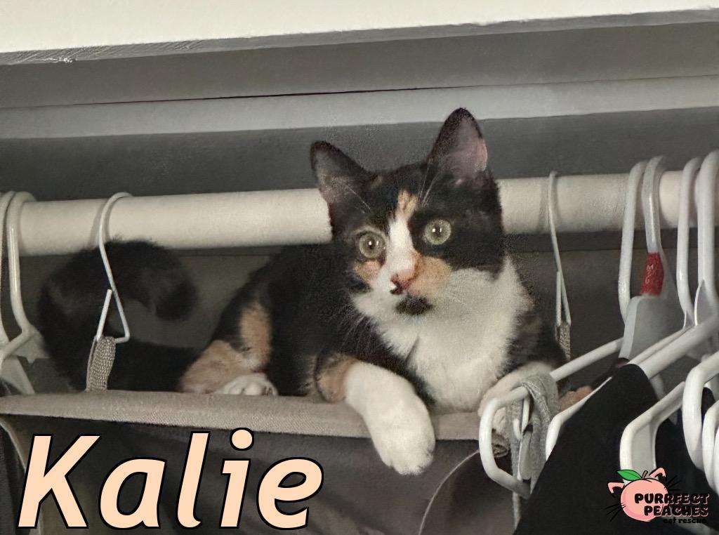 Enlarge Kalie, a Adoptable mixed breed in Douglasville, GA image 3/5