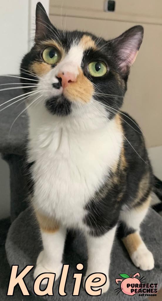 Enlarge Kalie, a Adoptable mixed breed in Douglasville, GA image 4/5