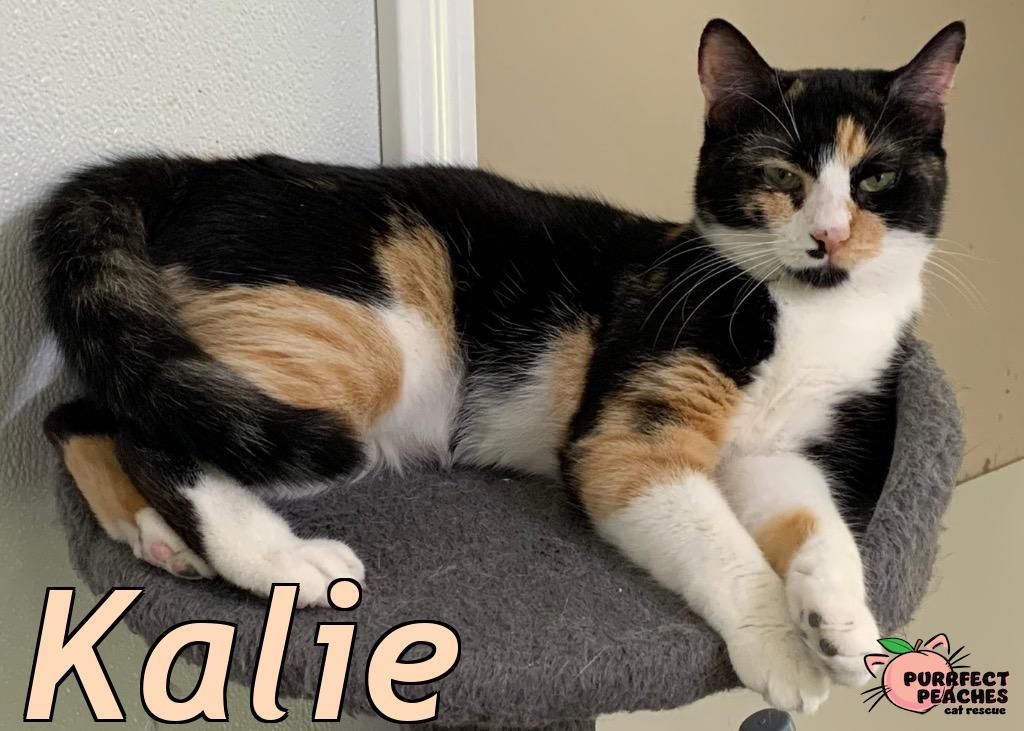 Enlarge Kalie, a Adoptable mixed breed in Douglasville, GA image 5/5