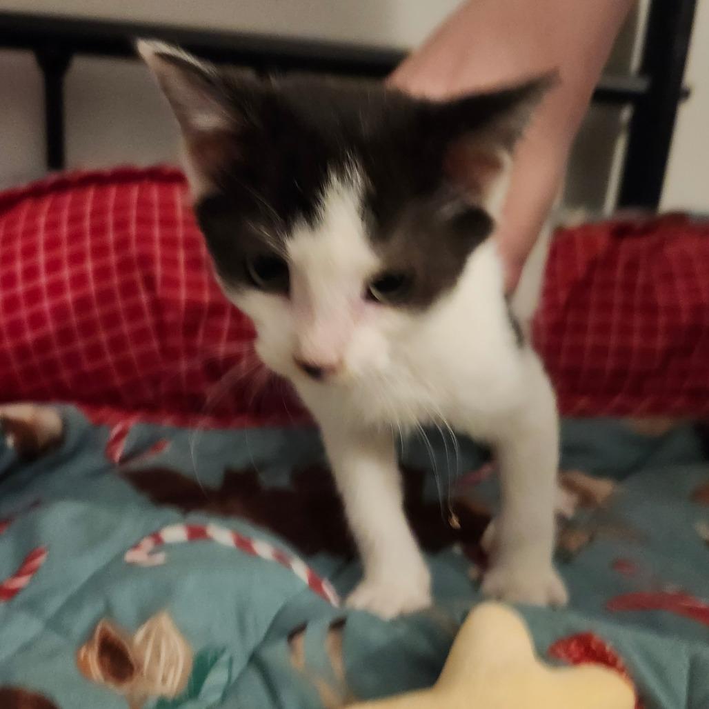 Mimi Neko-AR, Adoptable, Kitten Female Domestic Short Hair.