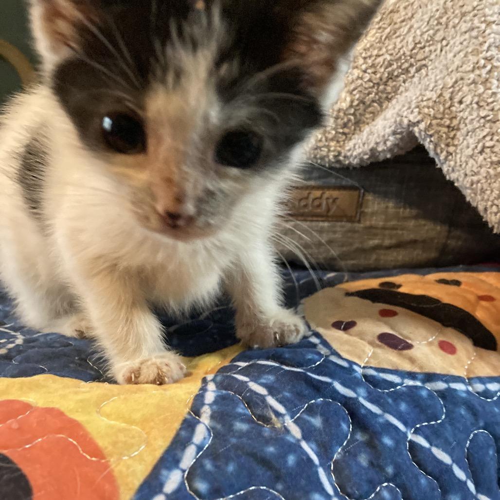 Enlarge Mimi Neko-AR, a Adoptable Domestic Short Hair in Tallahassee, FL image 2/3