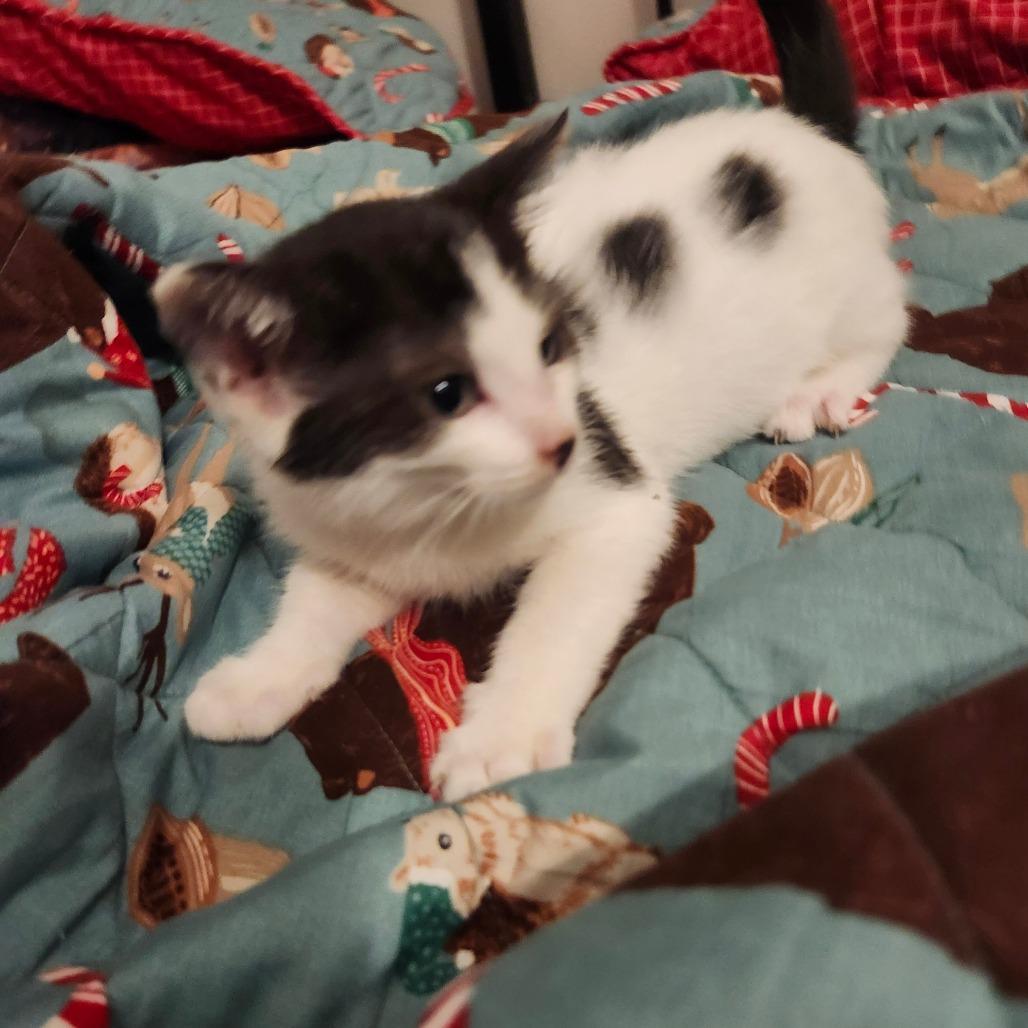 Enlarge Mimi Neko-AR, a Adoptable Domestic Short Hair in Tallahassee, FL image 3/3