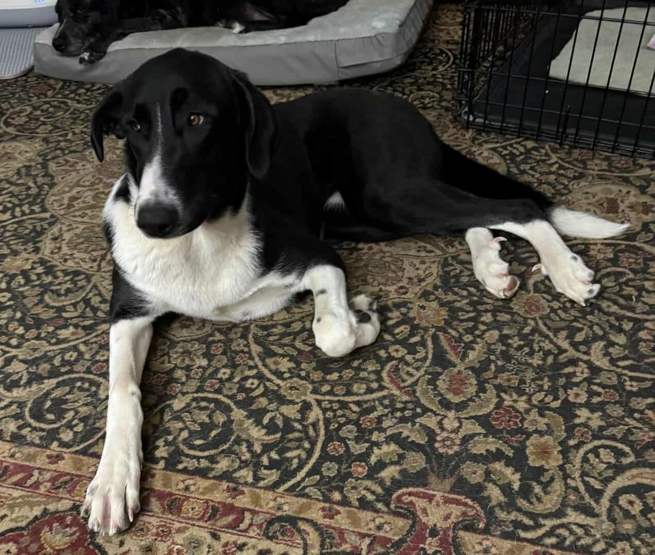 Enlarge Dipper, an adopted mixed breed in Allendale, MI image 1/4