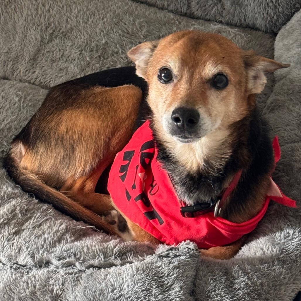 Maynard, Adoptable, Adult Male Chihuahua.