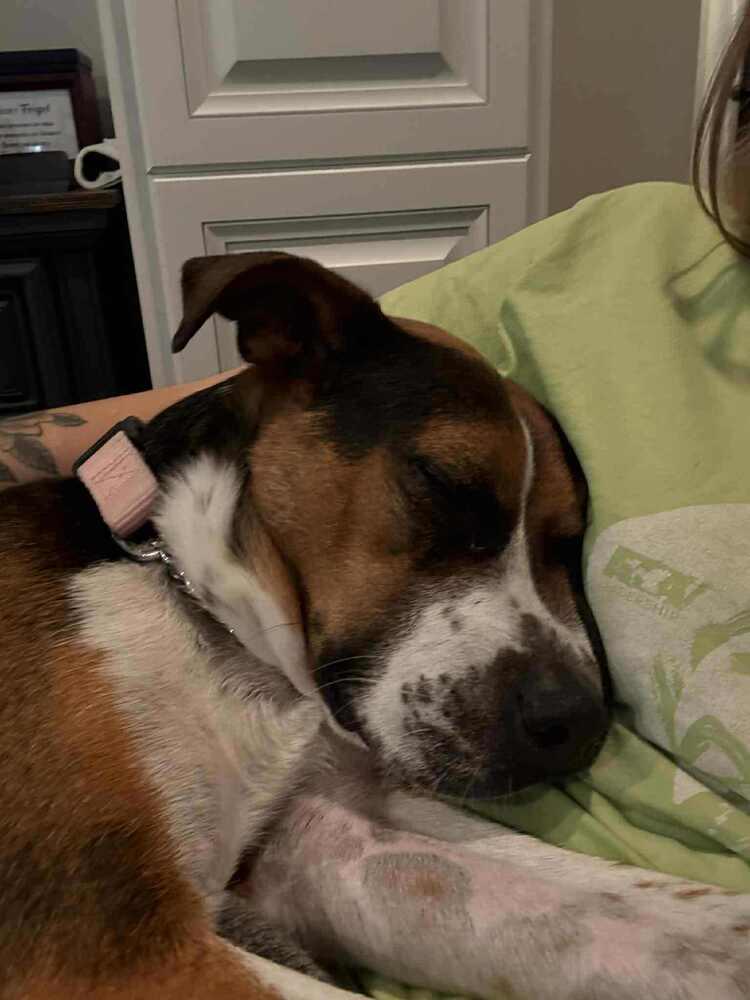 Dixie Belle - Fostered in Omaha, a Adoptable mixed breed in Shawnee Mission, KS image 1/6