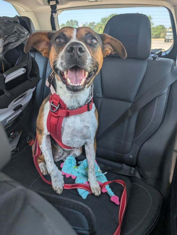 Dixie Belle - Fostered in Omaha, a Adoptable mixed breed in Shawnee Mission, KS image 2/6