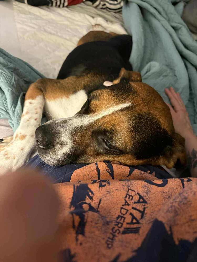 Dixie Belle - Fostered in Omaha, a Adoptable mixed breed in Shawnee Mission, KS image 3/6