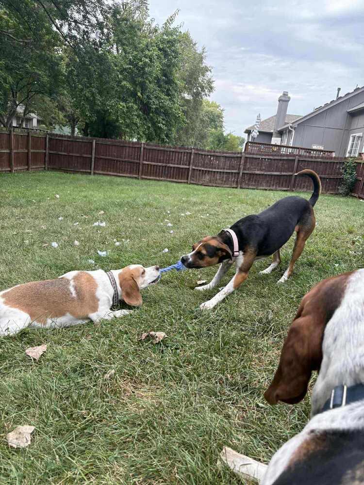 Dixie Belle - Fostered in Omaha, a Adoptable mixed breed in Shawnee Mission, KS image 4/6