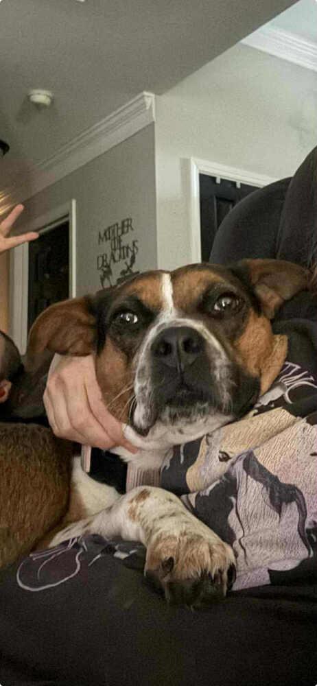 Dixie Belle - Fostered in Omaha, a Adoptable mixed breed in Shawnee Mission, KS image 5/6