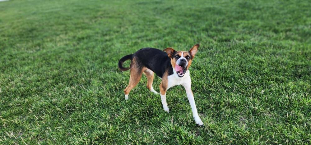Dixie Belle - Fostered in Omaha, a Adoptable mixed breed in Shawnee Mission, KS image 6/6