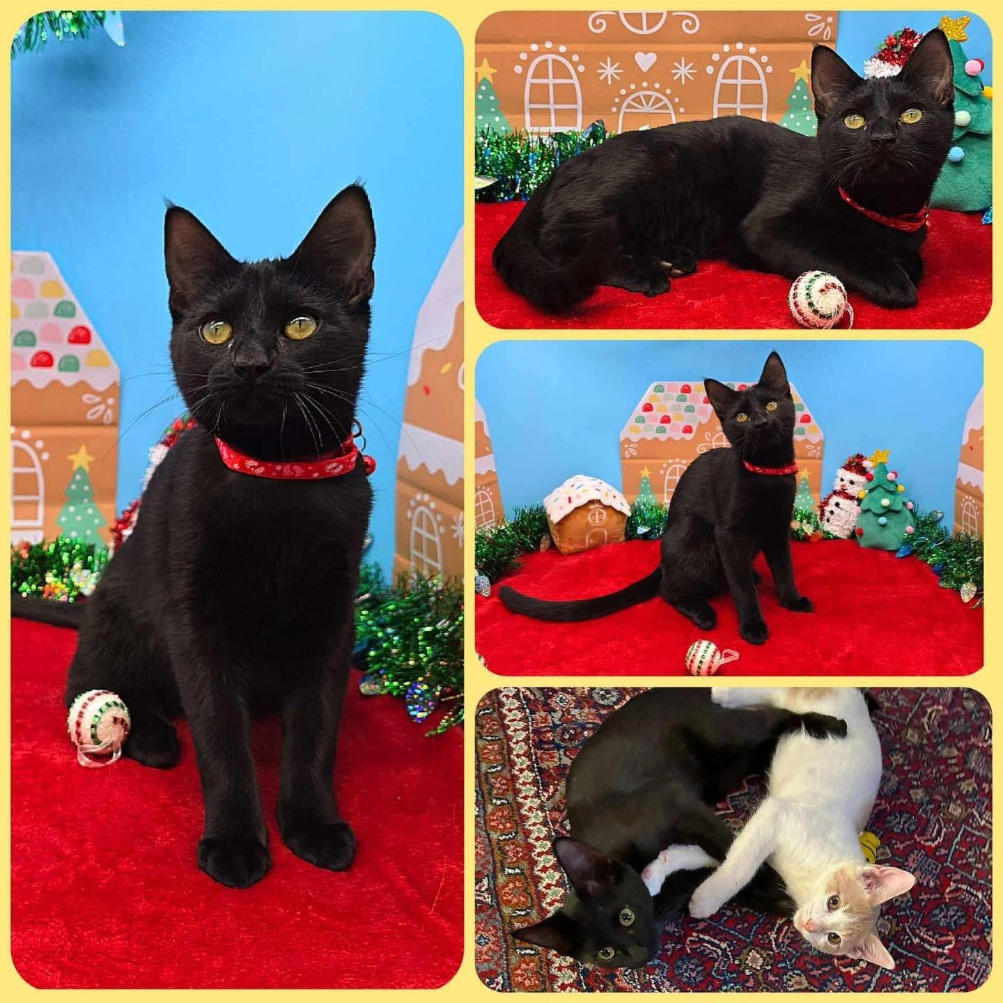 Enlarge Gimmel, an adopted mixed breed in Lubbock, TX image 1/1