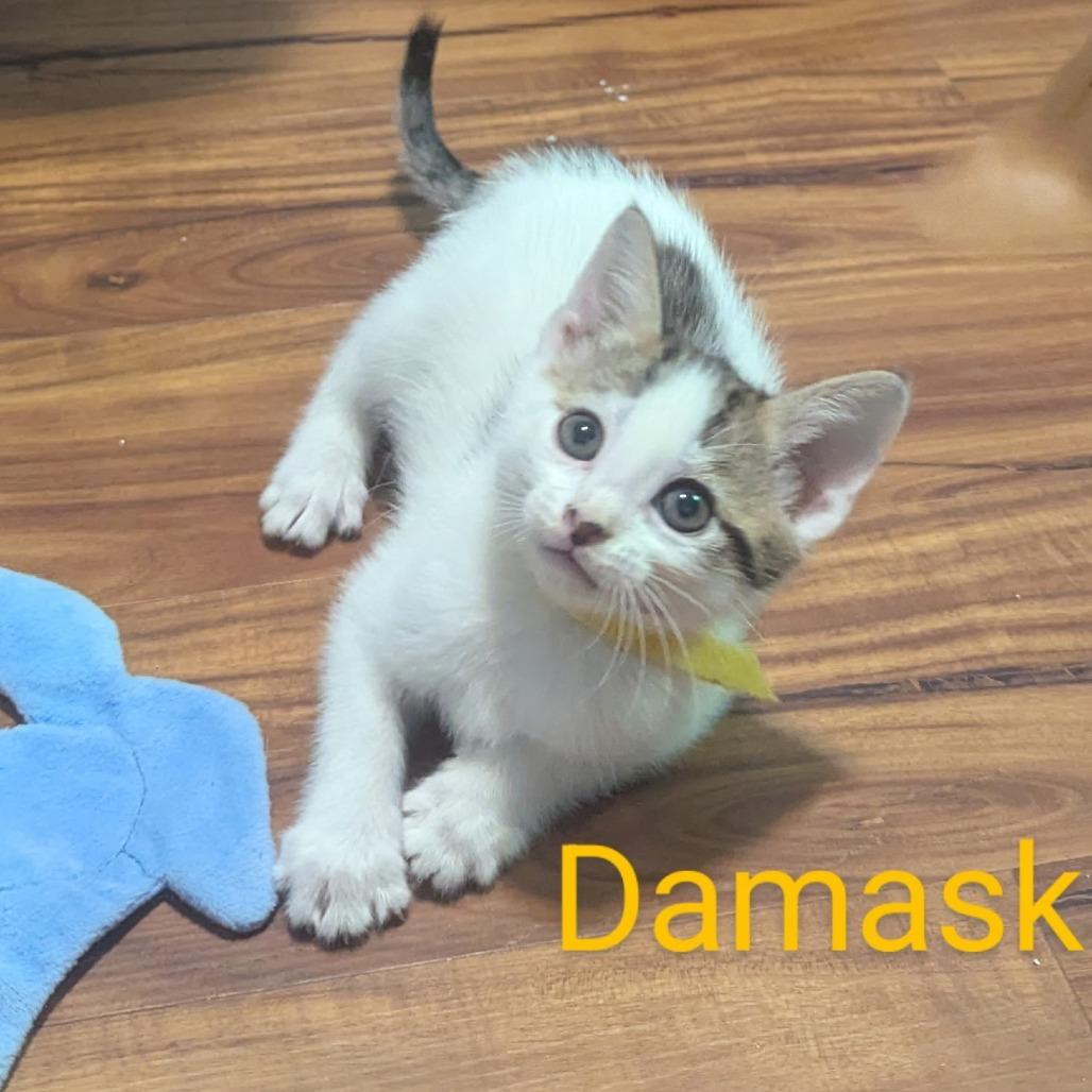 Enlarge Damask, a Adoptable mixed breed in Ashland, VA image 1/2