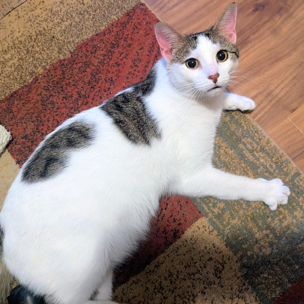 Enlarge Damask, a Adoptable mixed breed in Ashland, VA image 2/2