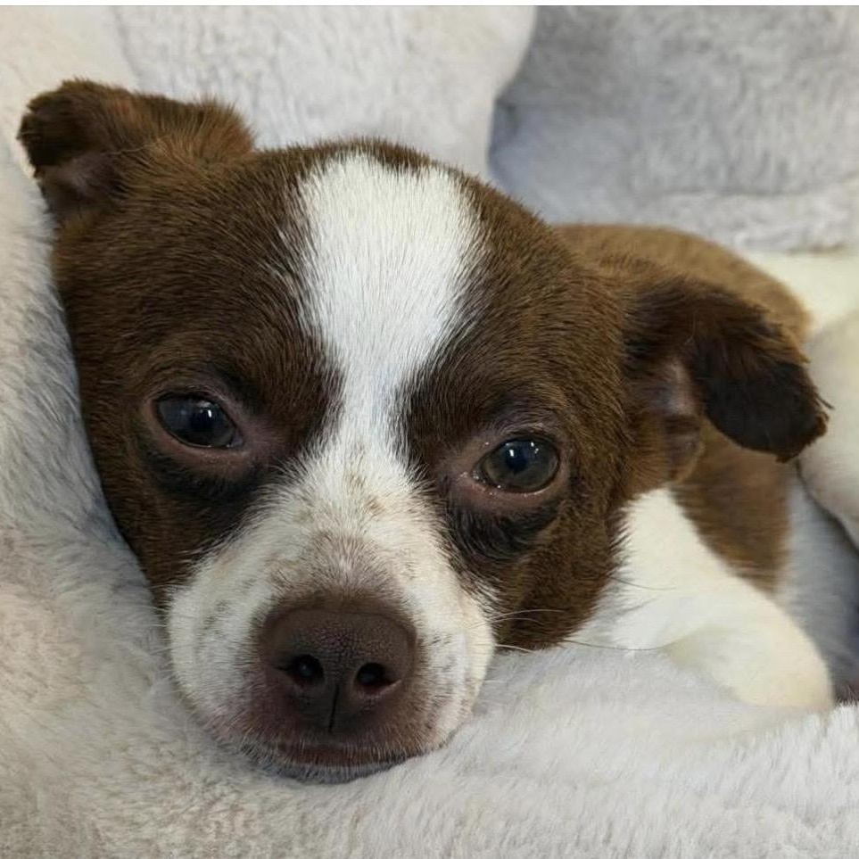 Enlarge Oscar, an adopted mixed breed in Santa Rosa, CA image 1/1