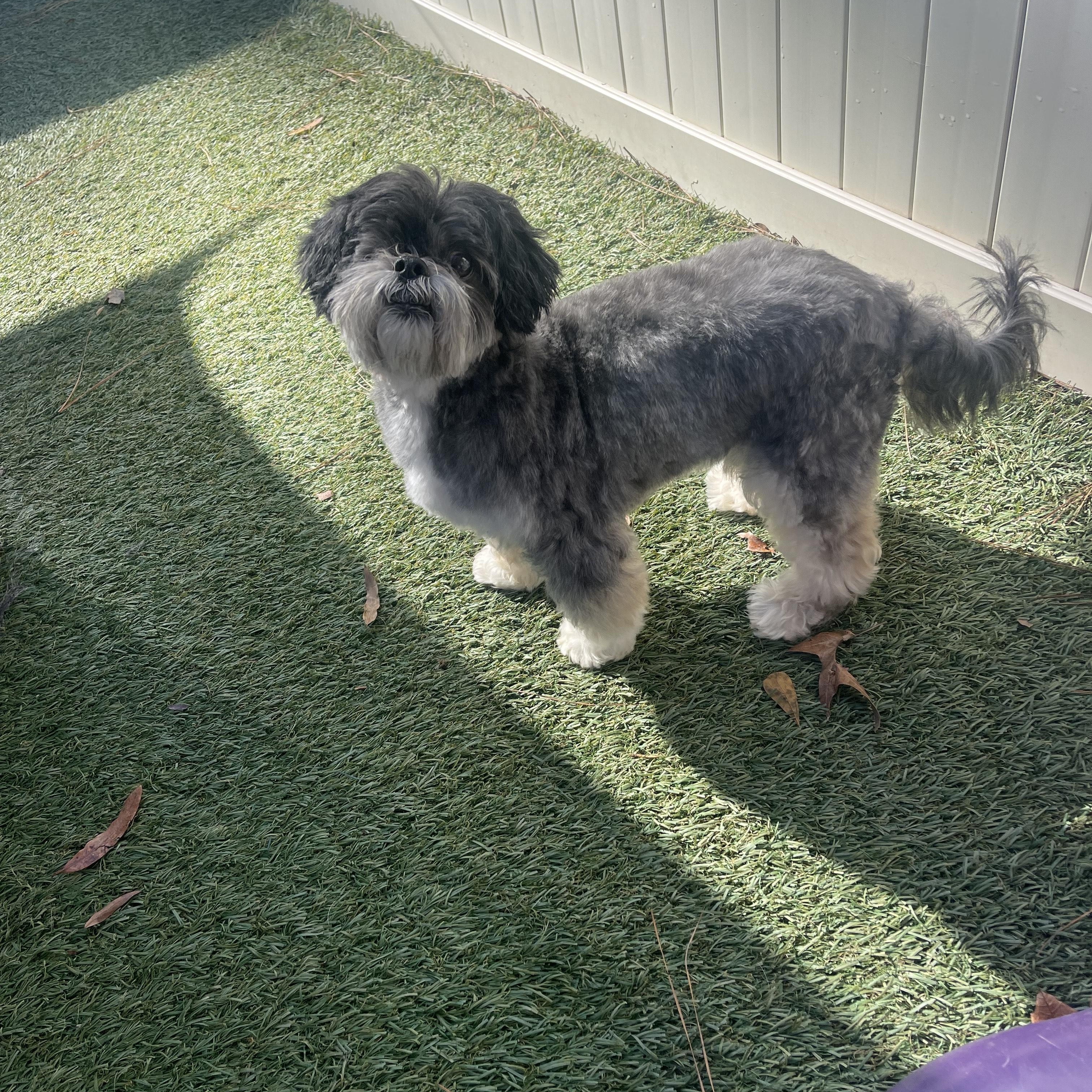 Enlarge Skooter, an adopted Shih Tzu in Baton Rouge, LA image 1/5