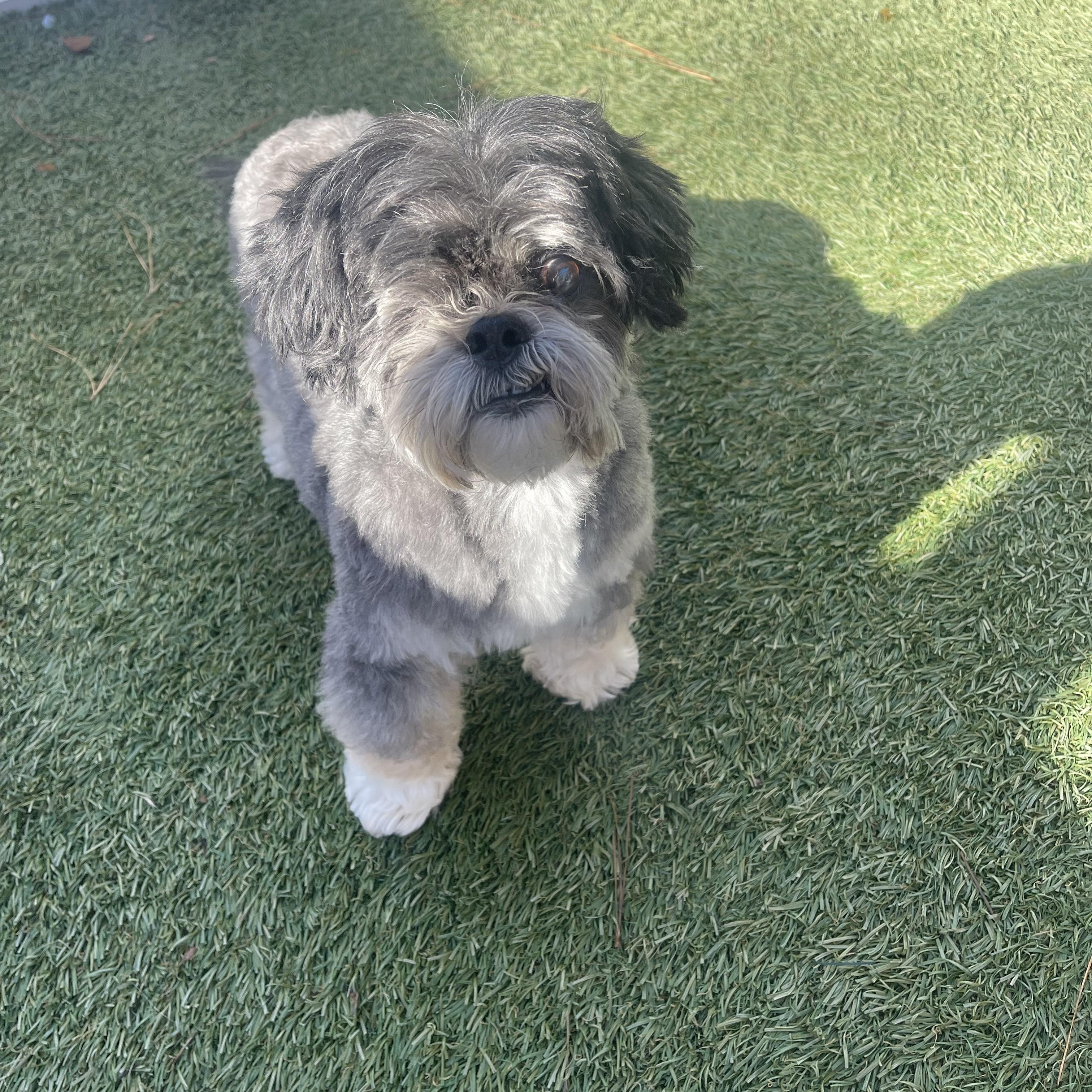 Enlarge Skooter, an adopted Shih Tzu in Baton Rouge, LA image 2/5