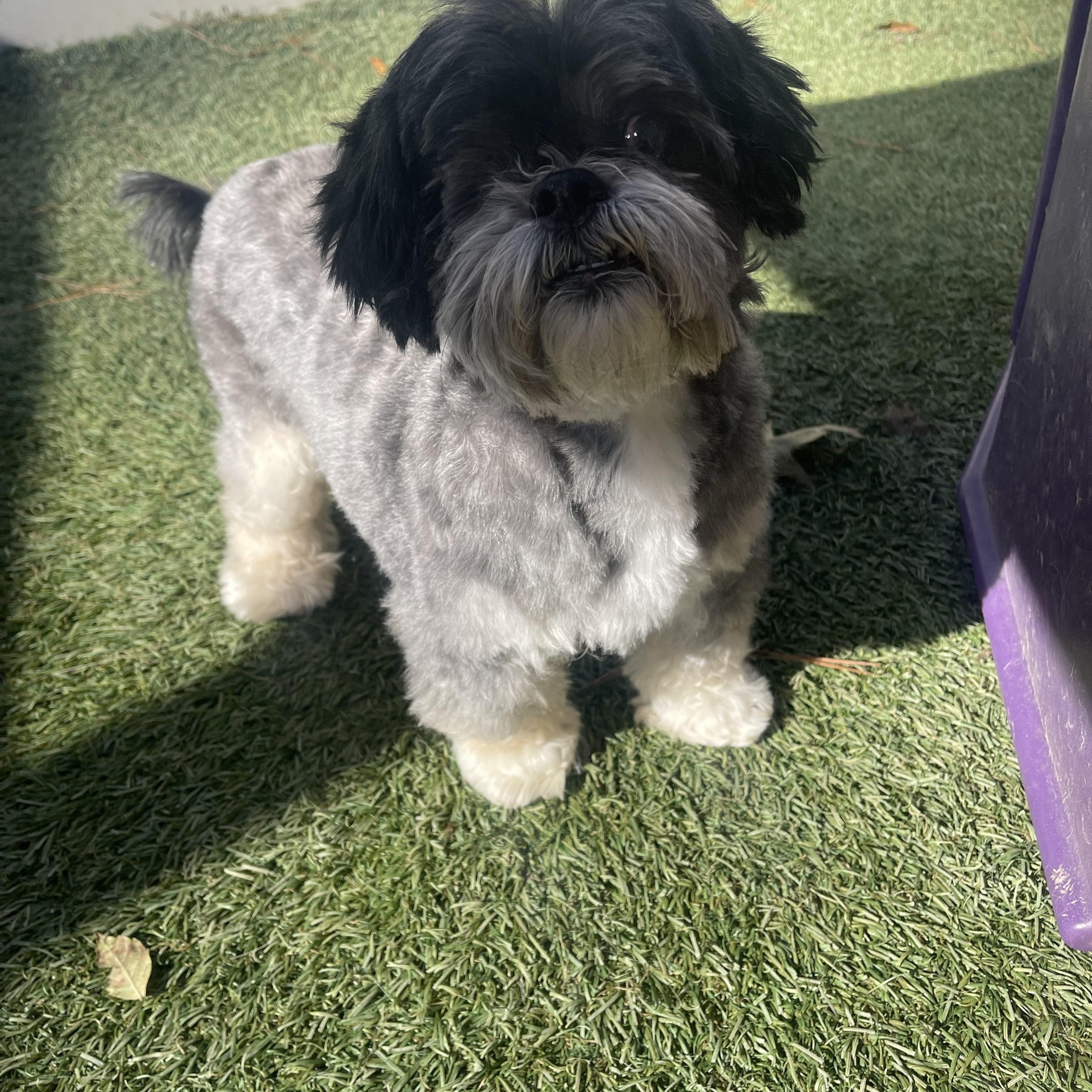 Enlarge Skooter, an adopted Shih Tzu in Baton Rouge, LA image 3/5