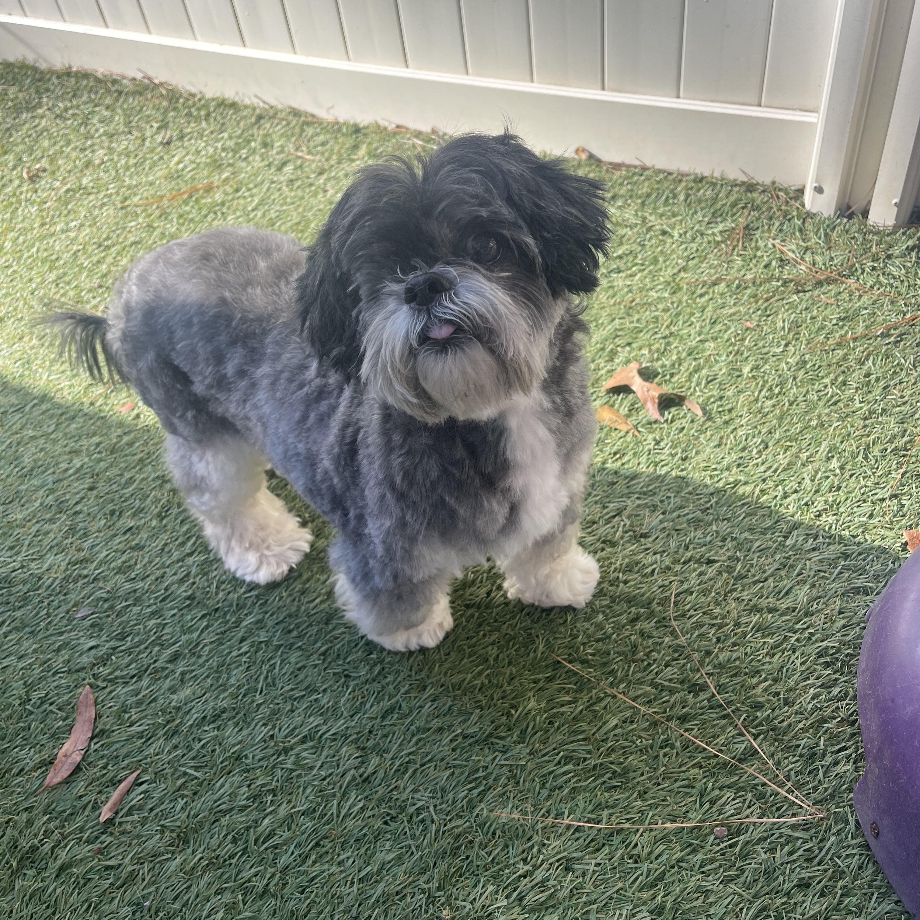 Enlarge Skooter, an adopted Shih Tzu in Baton Rouge, LA image 4/5