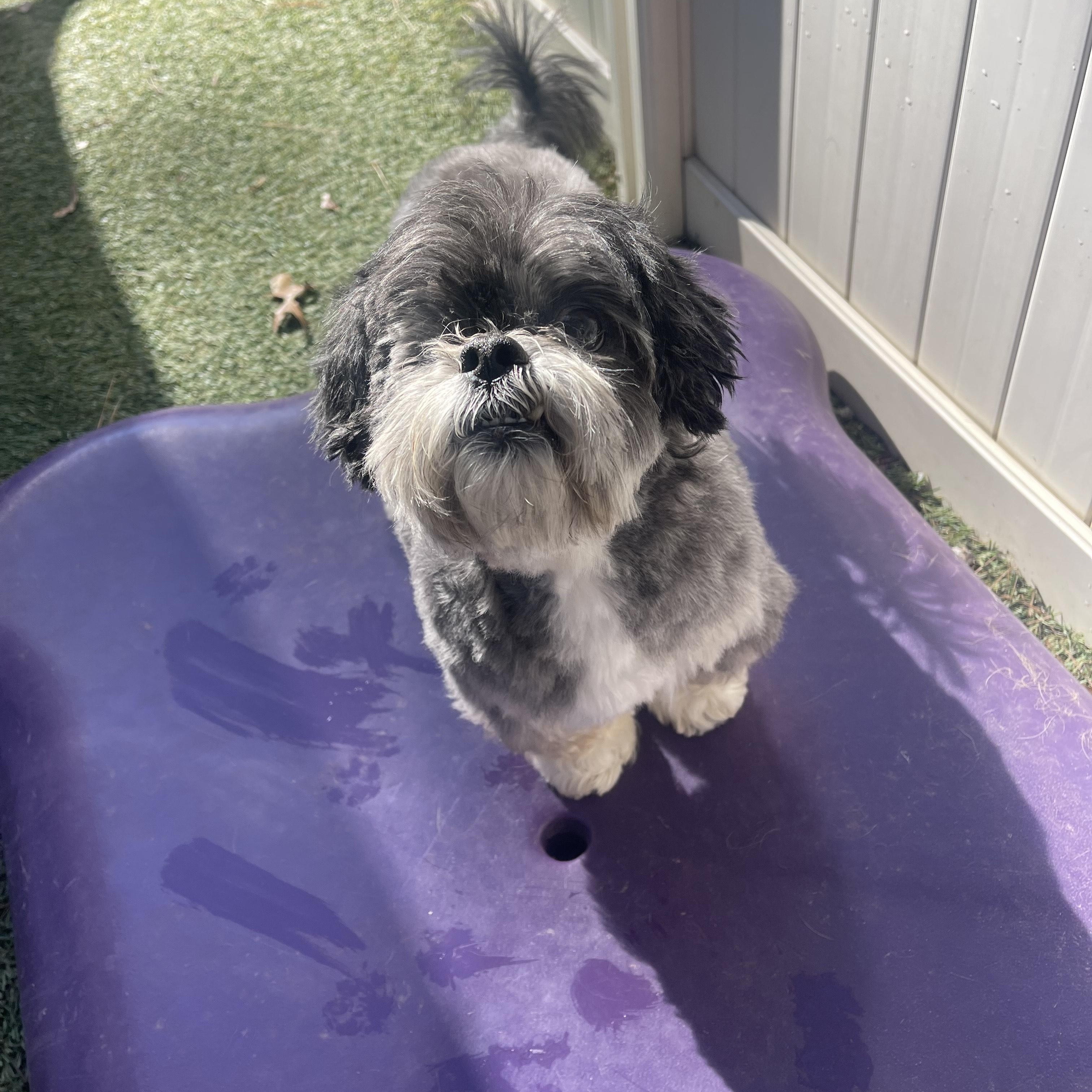 Enlarge Skooter, an adopted Shih Tzu in Baton Rouge, LA image 5/5