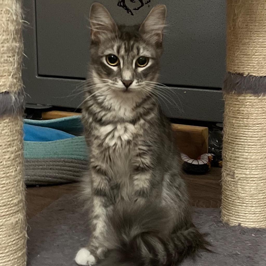 Blossom, Adoptable, Young Female Domestic Short Hair.