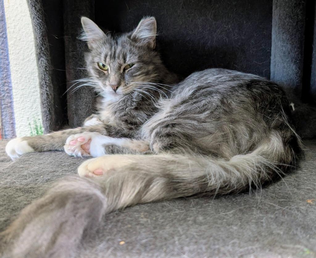 Blossom, a Adoptable mixed breed in Peoria, AZ image 2/3