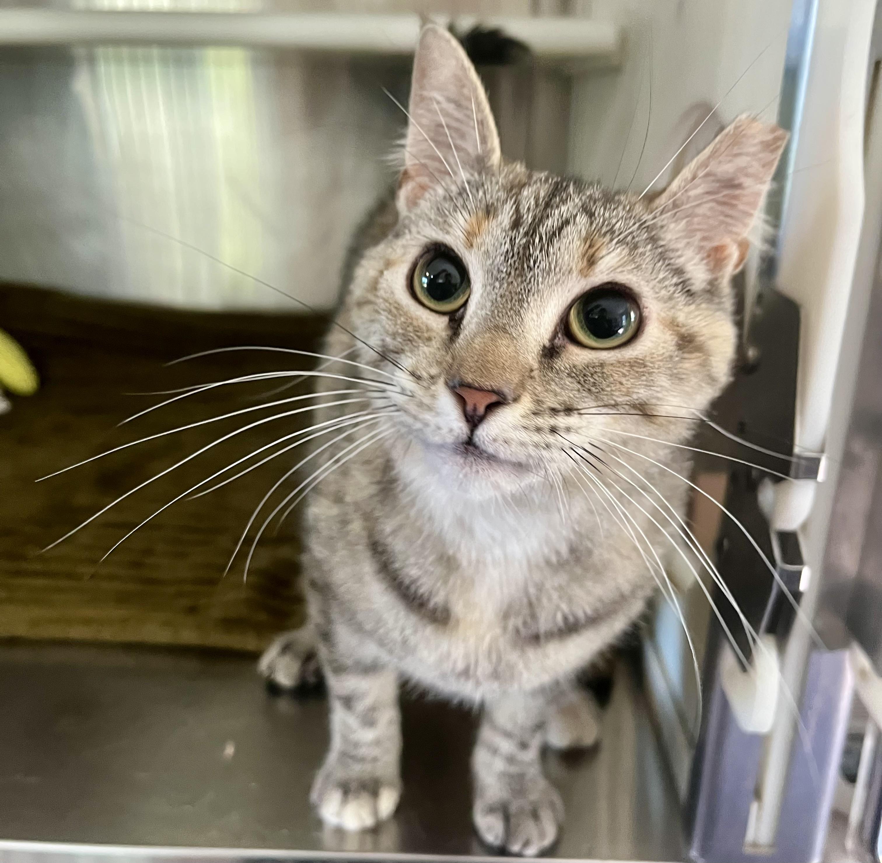 Kimchi, Adult Female Domestic Short Hair