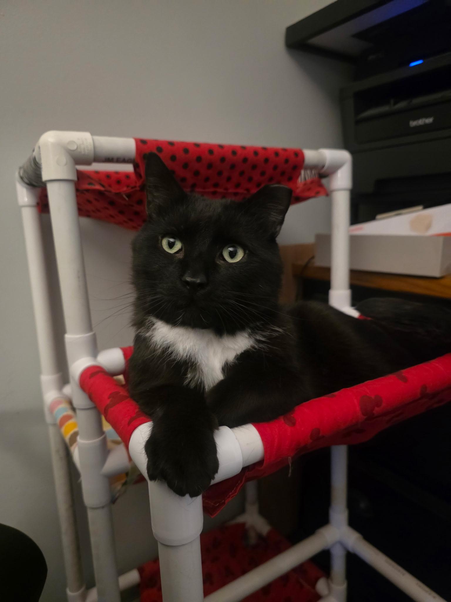 Elvis (FeLV Positive), ADOPTABLE, Adult Male Domestic Short Hair.