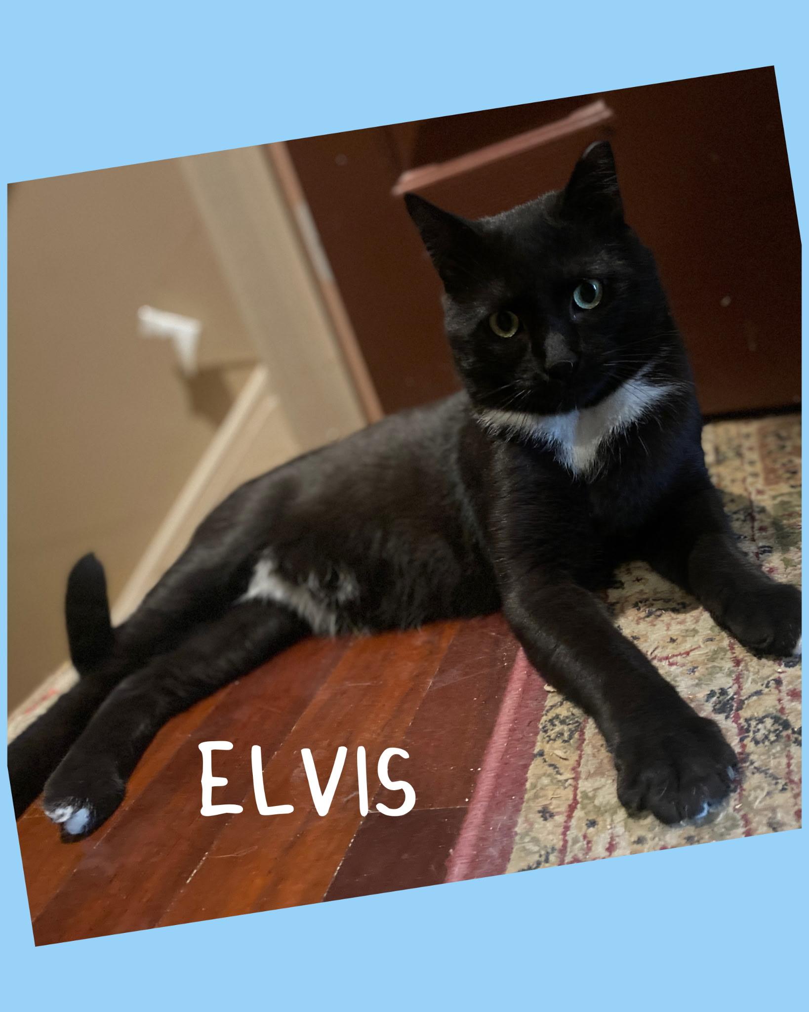 Enlarge Elvis (FeLV Positive), a ADOPTABLE Domestic Short Hair in Bethlehem, PA image 2/6