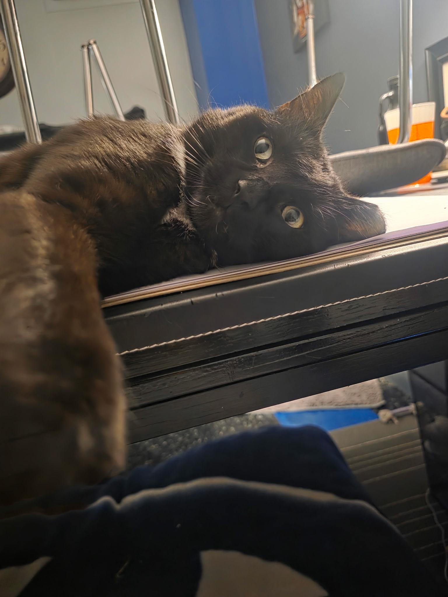Enlarge Elvis (FeLV Positive), a ADOPTABLE Domestic Short Hair in Bethlehem, PA image 6/6