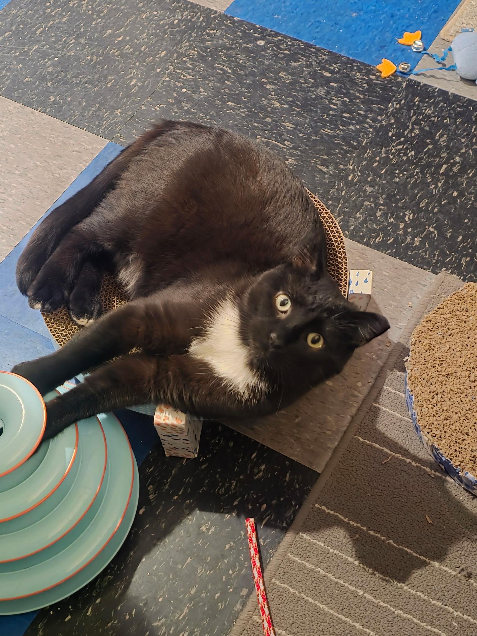 Enlarge Elvis (FeLV Positive), a ADOPTABLE Domestic Short Hair in Bethlehem, PA image 4/6