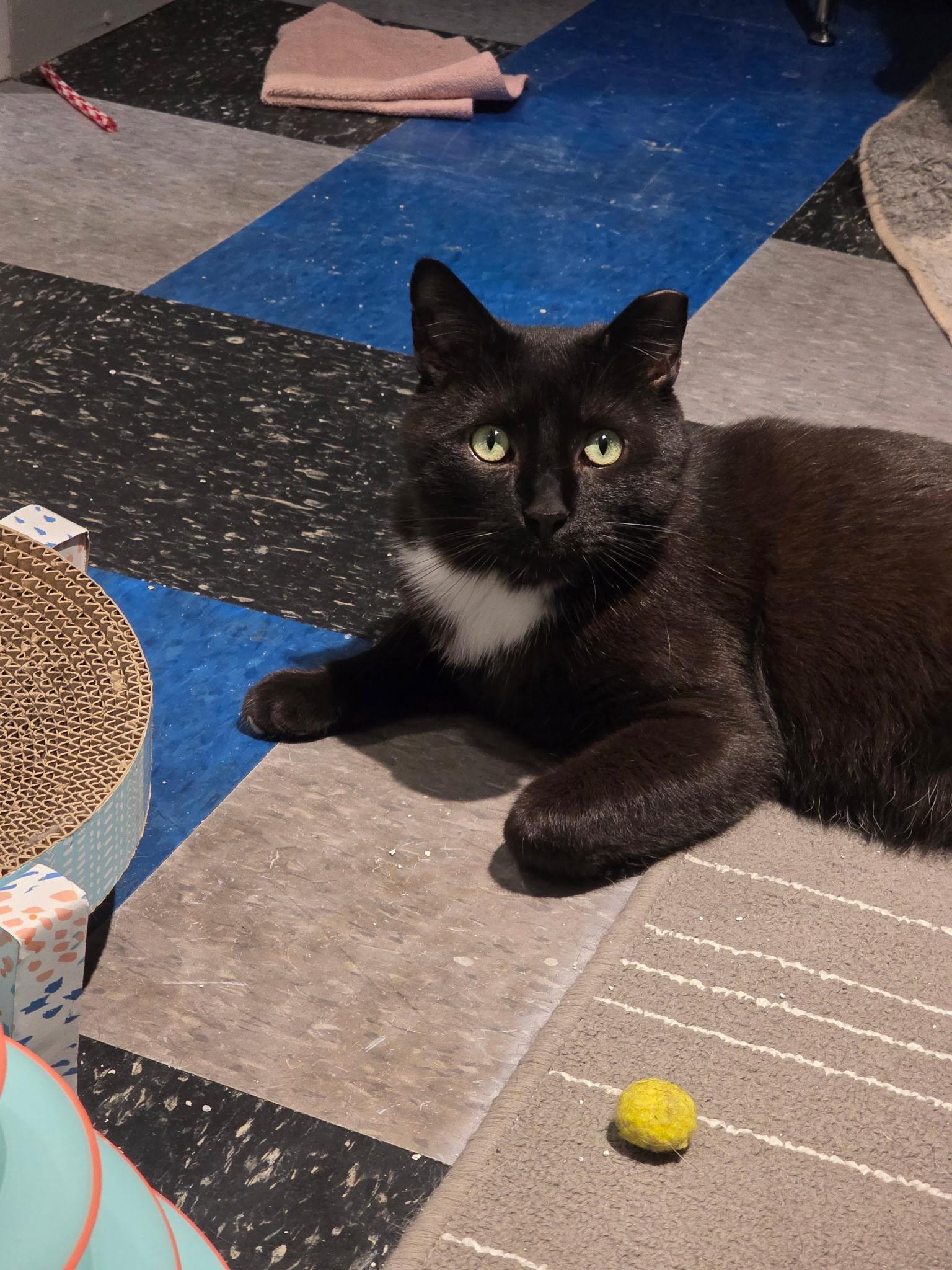 Enlarge Elvis (FeLV Positive), a ADOPTABLE Domestic Short Hair in Bethlehem, PA image 3/6