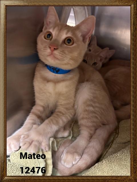 MATEO