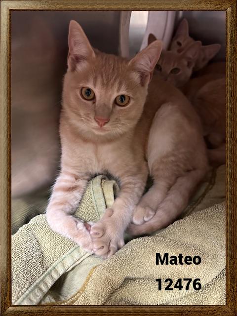 MATEO